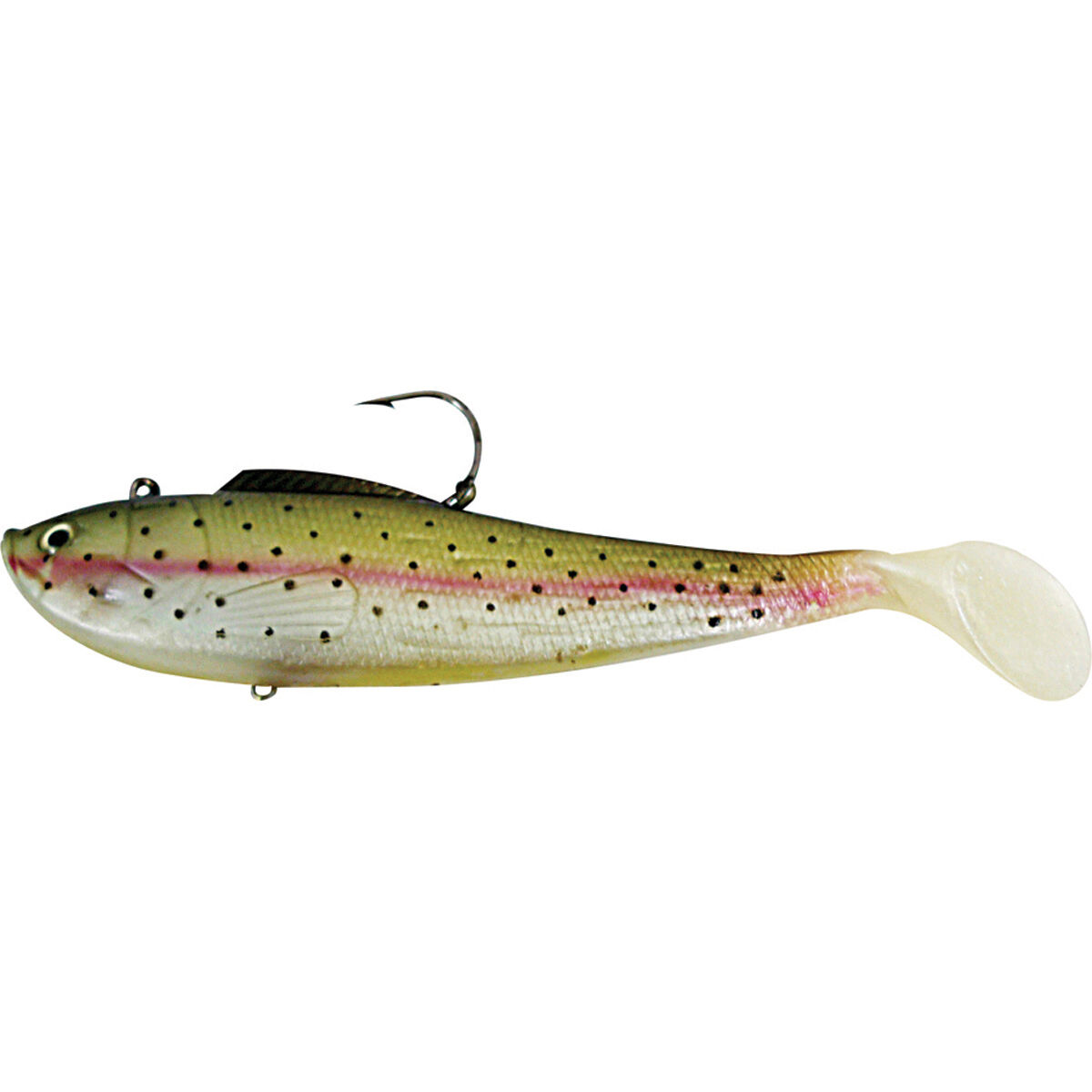 Rainbow Trout