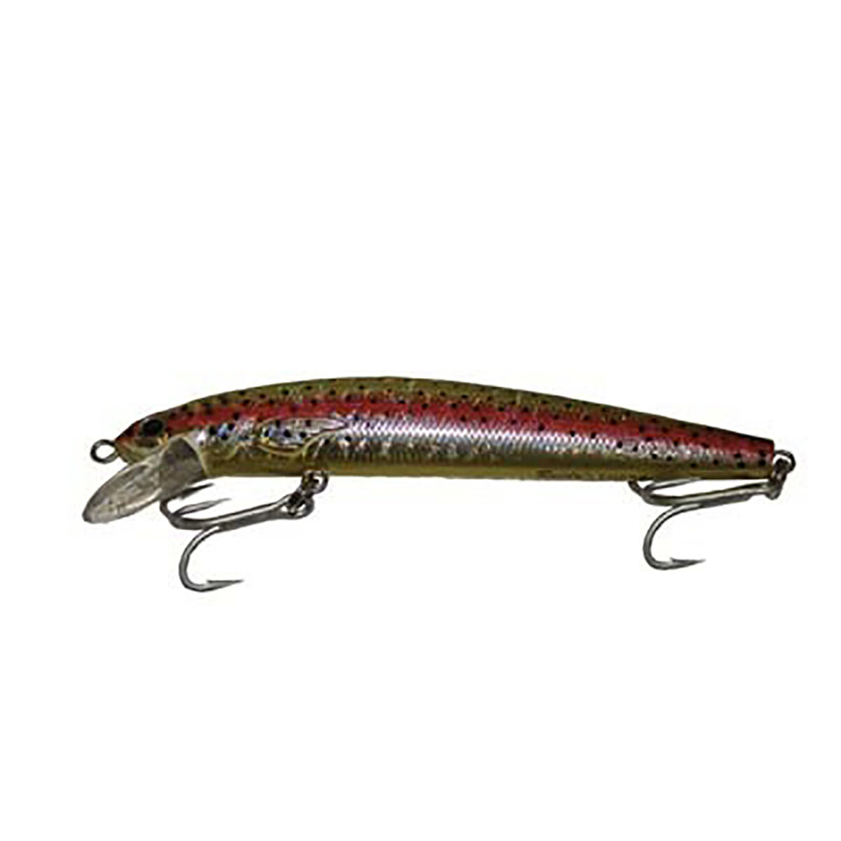 Rainbow Trout
