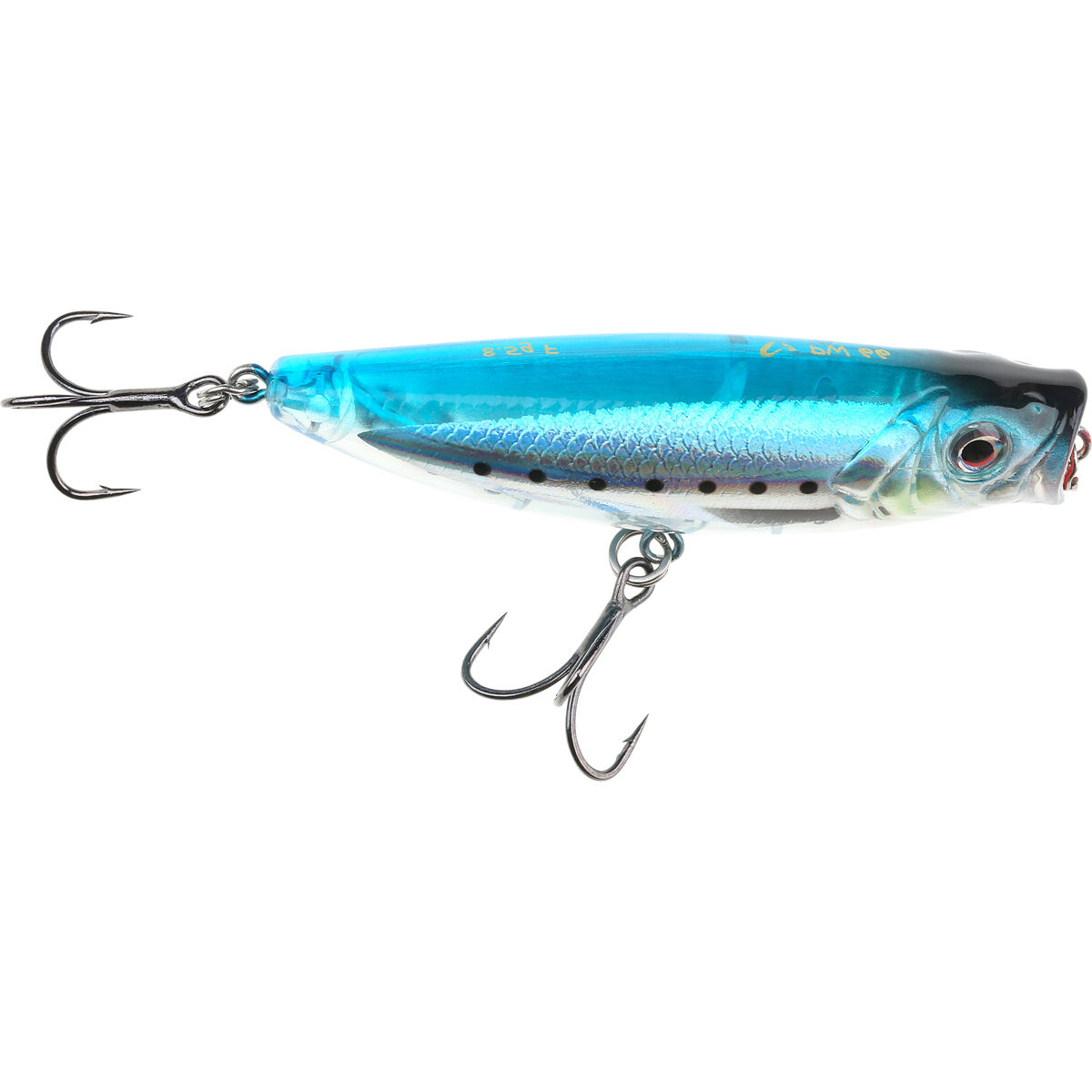Sardine
