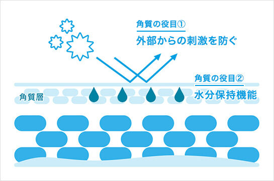 角質の役目1 外部からの刺激を防ぐ 角質の役目2水分保持機能 角質層
