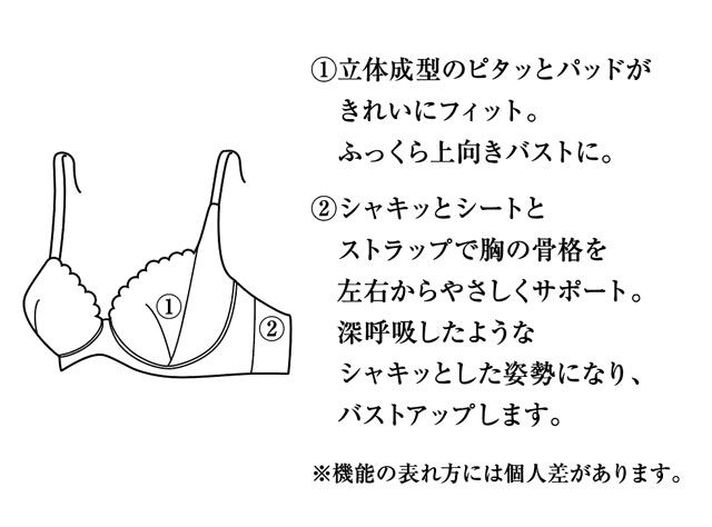 姿勢キレイをサポートするシャキッとブラ 機能説明