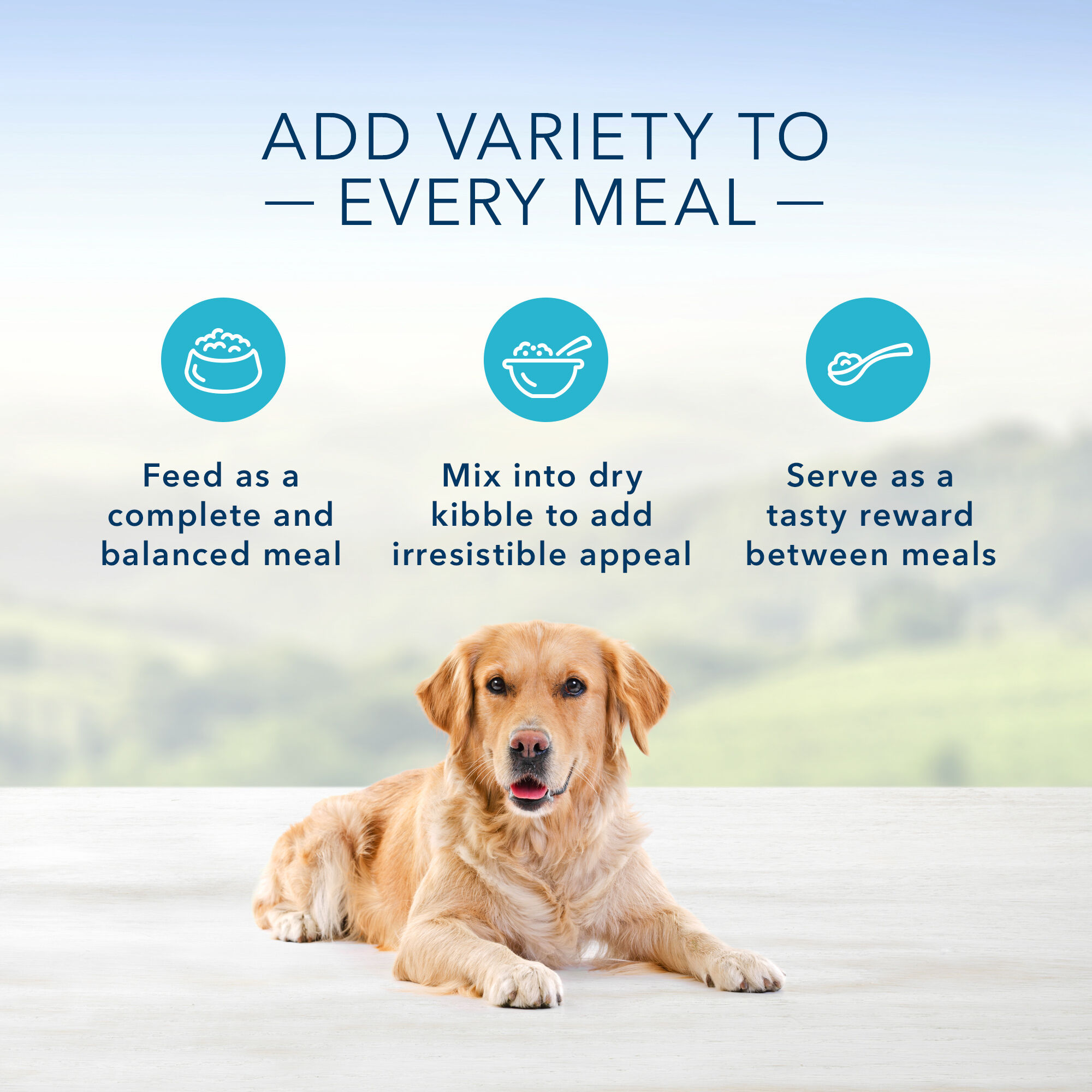 Blue homestyle recipe wet dog food discount