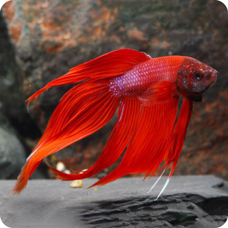 Pet supermarket live fish best sale